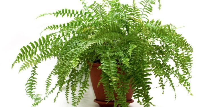 Créditos: depositphotos.com / DNKSTUDIO