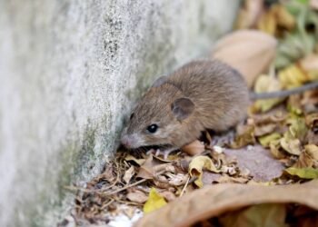 Hantavírus: como proteger sua casa da invasão de roedores silvestres