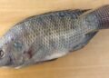 Tilápia é saudável? Nutricionista explica benefícios e cuidados com o peixe