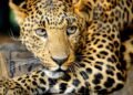 O que fazer em caso de ataques de animais selvagens? Veja o passo a passo