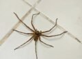 Os 5 animais selvagens mais perigosos do Brasil e onde vivem