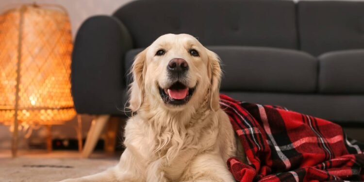 Seu pet sente frio? Veja 7 cuidados essenciais com cães e gatos no inverno