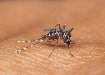 Vacina da dengue: veja quem pode tomar e onde se vacinar no DF