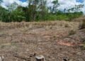 Desmatamento no Pará cai 51%: veja a situação atual da Amazônia