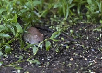 Hantavirose: como a urina de rato transmite a doença e quais os riscos