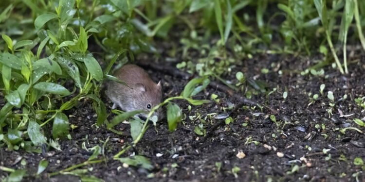Hantavirose: como a urina de rato transmite a doença e quais os riscos