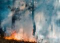 Incêndios no DF: o que fazer em caso de emergência