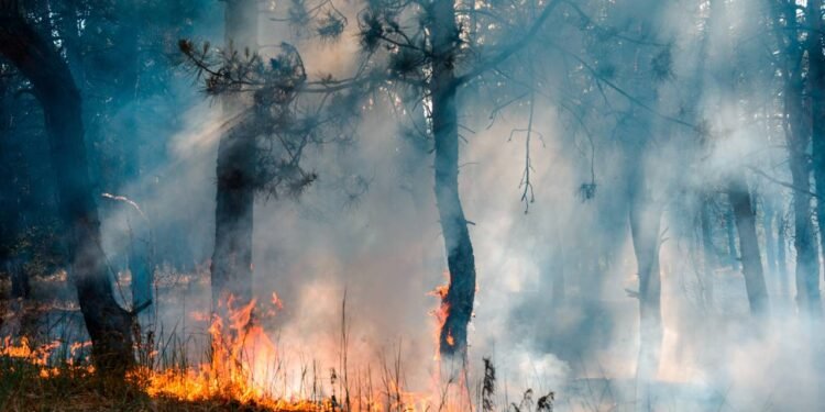 Incêndios no DF: o que fazer em caso de emergência