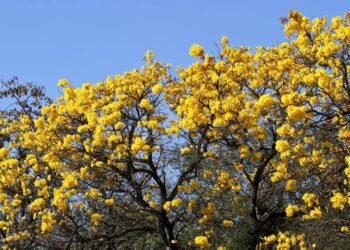 O poder das sementes: 5 espécies nativas cruciais para o meio ambiente