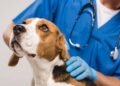 Mercado pet em alta: 5 tecnologias que estão inovando a saúde animal