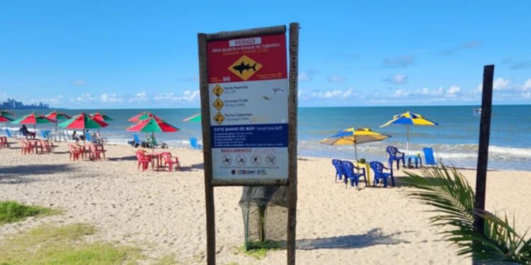 É seguro nadar em Recife? Veja as praias com e sem risco de tubarão