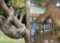 Bicho-preguiça gigante: 5 gigantes pré-históricos que viveram no Brasil