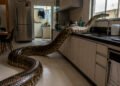 Encontrei uma cobra em casa, e agora? Veja o que fazer e o que não fazer
