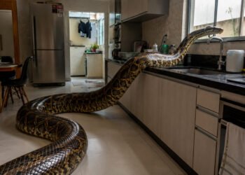 Encontrei uma cobra em casa, e agora? Veja o que fazer e o que não fazer