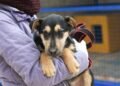 Adoção responsável de pets: o que o lema ‘quem ama cuida’ nos ensina?