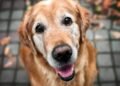 Cachorro idoso: os cuidados essenciais para garantir a saúde do seu pet