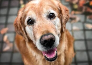 Cachorro idoso: os cuidados essenciais para garantir a saúde do seu pet