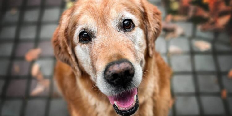 Cachorro idoso: os cuidados essenciais para garantir a saúde do seu pet