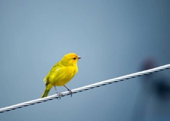 Por que o canário-da-terra é tão visado pelo tráfico de animais?