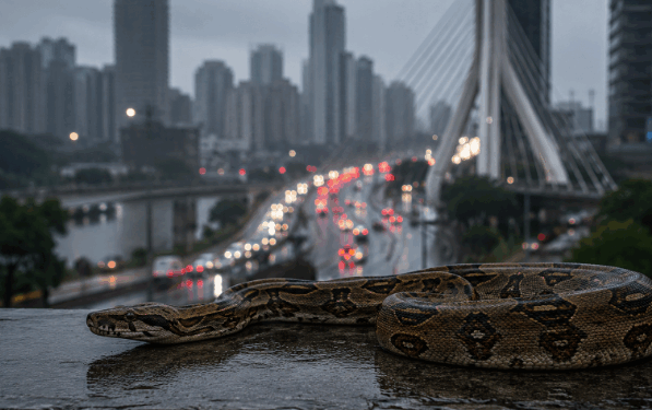 Quais as espécies de cobras mais comuns no Distrito Federal?