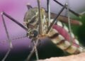 Vacina da dengue: quem pode tomar a Qdenga e onde encontrar no DF