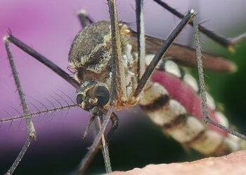 Vacina da dengue: quem pode tomar a Qdenga e onde encontrar no DF