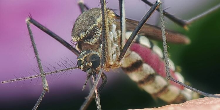 Vacina da dengue: quem pode tomar a Qdenga e onde encontrar no DF