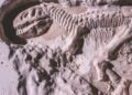 Caça aos fósseis: 5 lugares no Brasil para ver de perto a pré-história