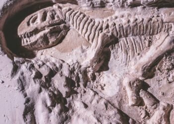 Caça aos fósseis: 5 lugares no Brasil para ver de perto a pré-história