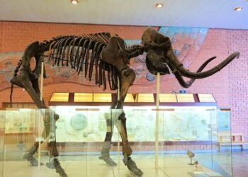 Como os cientistas sabem a idade de um fóssil de 400 milhões de anos?