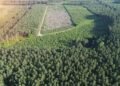 Reflorestamento com helicóptero: como a PRF ajuda o meio ambiente