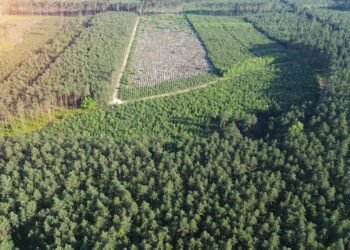 Reflorestamento com helicóptero: como a PRF ajuda o meio ambiente