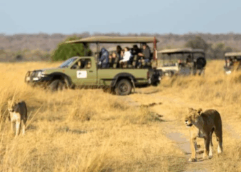 Safári na África: 7 dicas de segurança para sua viagem