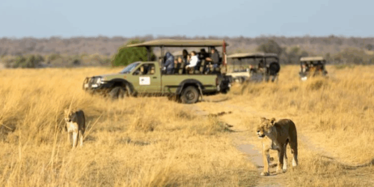 Safári na África: 7 dicas de segurança para sua viagem