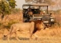 Safári na África: 5 dicas essenciais de segurança para sua viagem