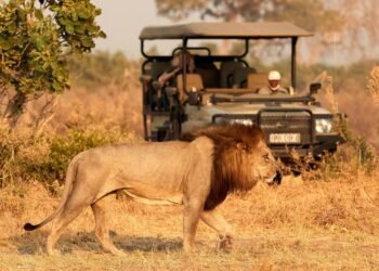 Safári na África: 5 dicas essenciais de segurança para sua viagem