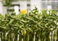Bambu-da-sorte é comestível? Mitos e verdades sobre a planta na cozinha