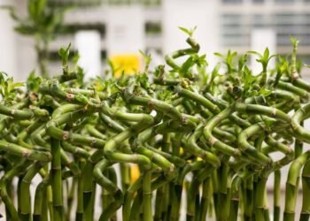 Bambu-da-sorte é comestível? Mitos e verdades sobre a planta na cozinha
