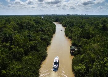Ecoturismo na Amazônia: como ver de perto a fauna da floresta