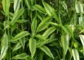 Além do bambu-da-sorte: 5 plantas que atraem dinheiro e prosperidade