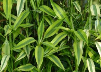 Além do bambu-da-sorte: 5 plantas que atraem dinheiro e prosperidade