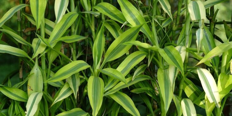 Além do bambu-da-sorte: 5 plantas que atraem dinheiro e prosperidade