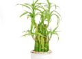 Plantas que purificam o ar: o que a ciência realmente diz