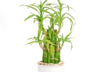 Plantas que purificam o ar: o que a ciência realmente diz