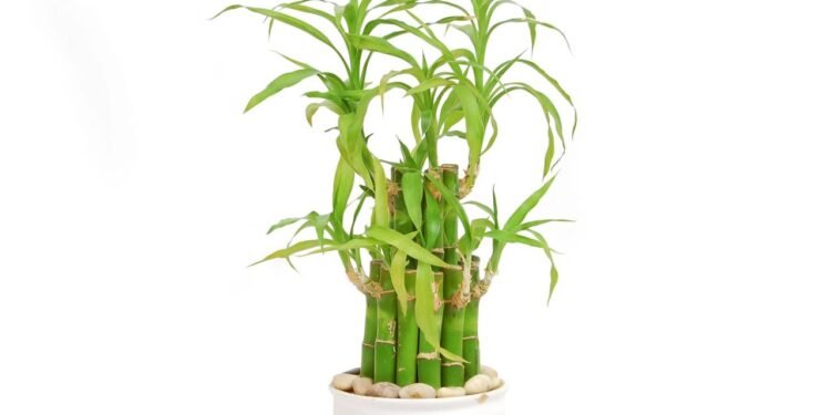 Plantas que purificam o ar: o que a ciência realmente diz