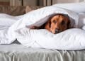 Seu pet sente frio? 5 cuidados essenciais com cães e gatos na frente fria