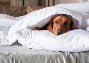 Seu pet sente frio? 5 cuidados essenciais com cães e gatos na frente fria