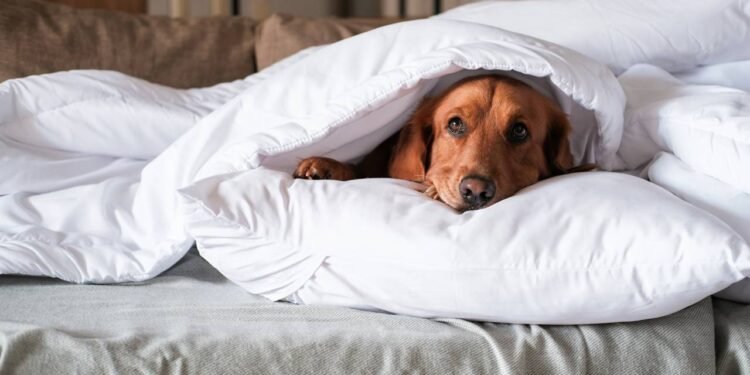 Seu pet sente frio? 5 cuidados essenciais com cães e gatos na frente fria