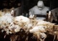 Gripe aviária na Nova Zelândia: qual o risco de virar uma pandemia?