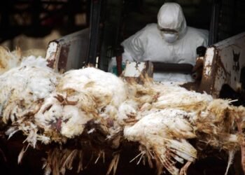 Gripe aviária na Nova Zelândia: qual o risco de virar uma pandemia?